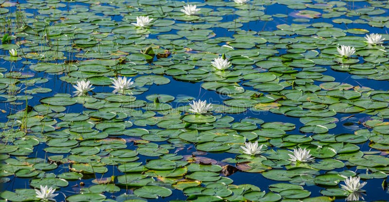 A lot of lily pads on a lake