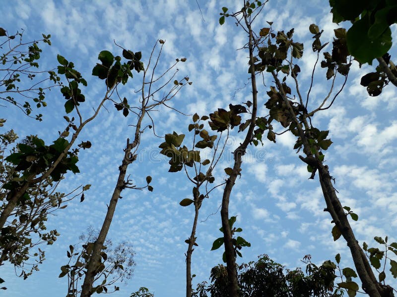 A lot of many dried trees in the summer royalty free stock photography