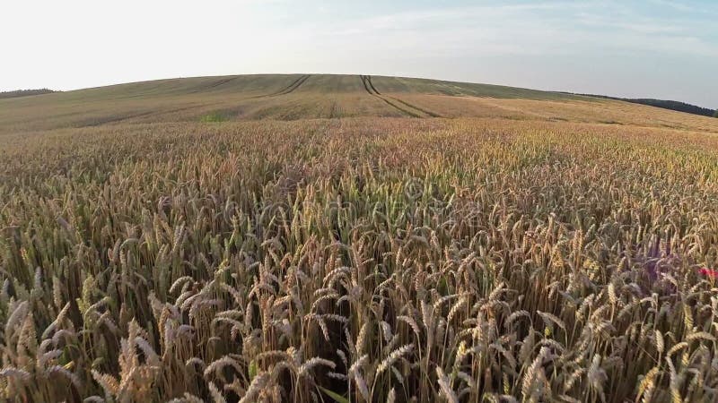 Lot nad pszeniczny pole, powietrzny panoramiczny widok