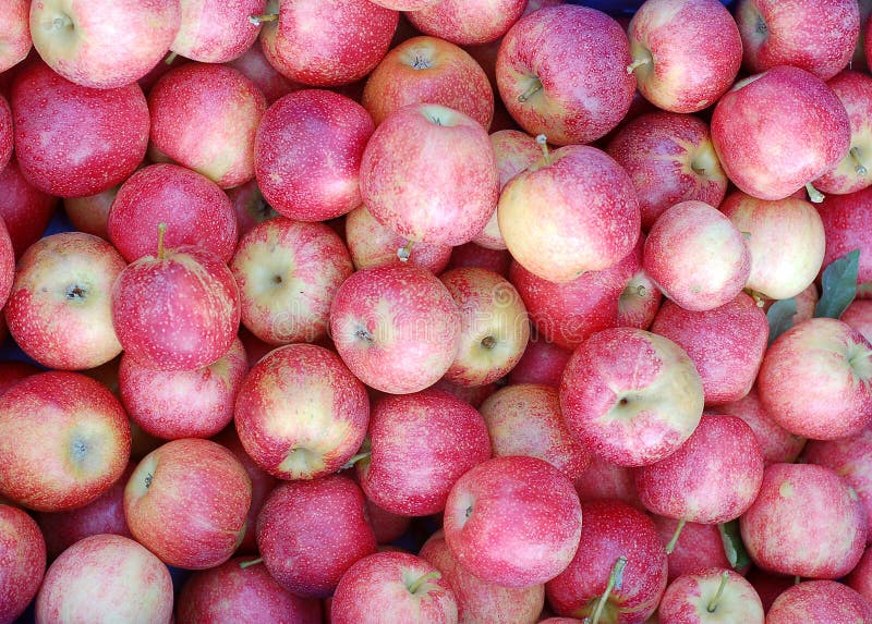 Raw Red Organic Pink Lady Apples Stock Photo by ©bhofack2 174577644