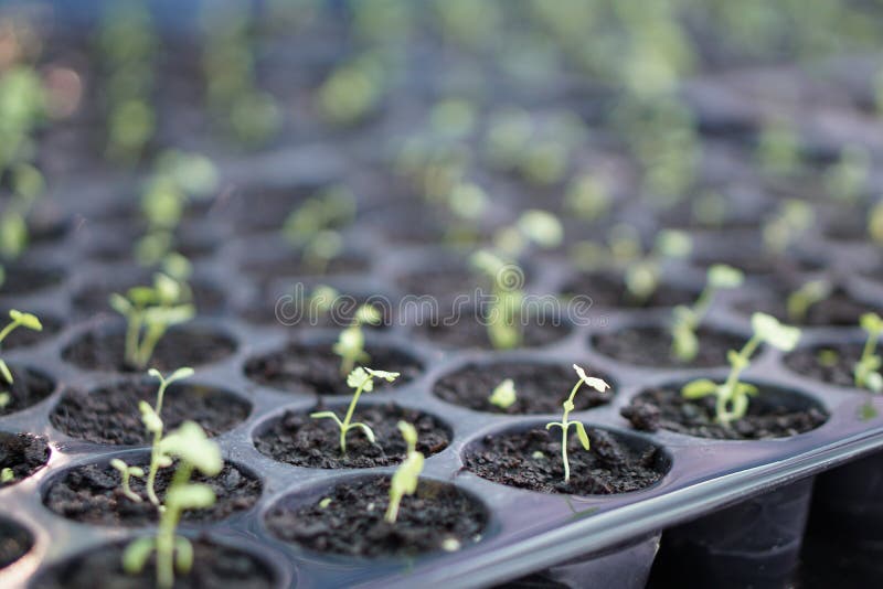 Spinach Plants in a Greenhouse. Stock Image Image of aerial