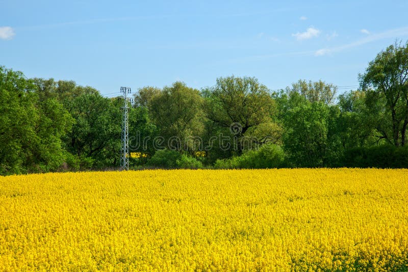 Veľa fialových kvetov krokusov na jar