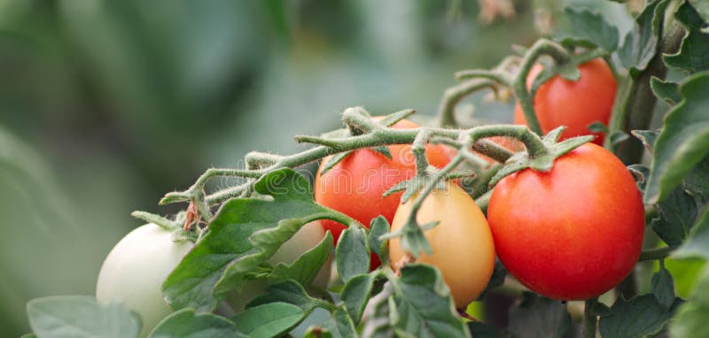 A lot of ripe tomatoes