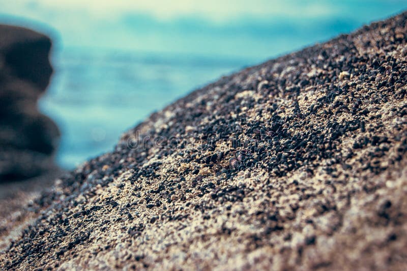 Shells Live on the Sand. Living Thing on the Thailand`s Beach Stock