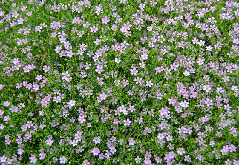 A lot of small pink flowers top view royalty free stock images