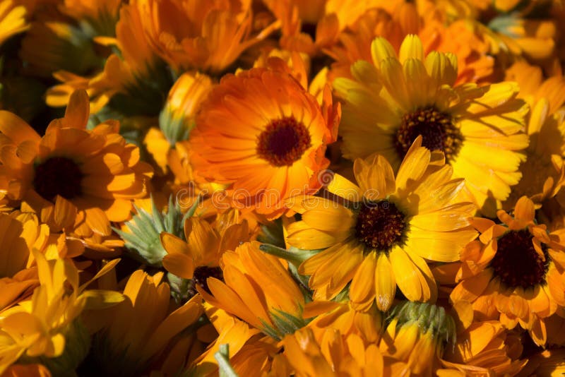 A Lot of Torn Orange Summer Flowers, Calendula Flowers Stock Image