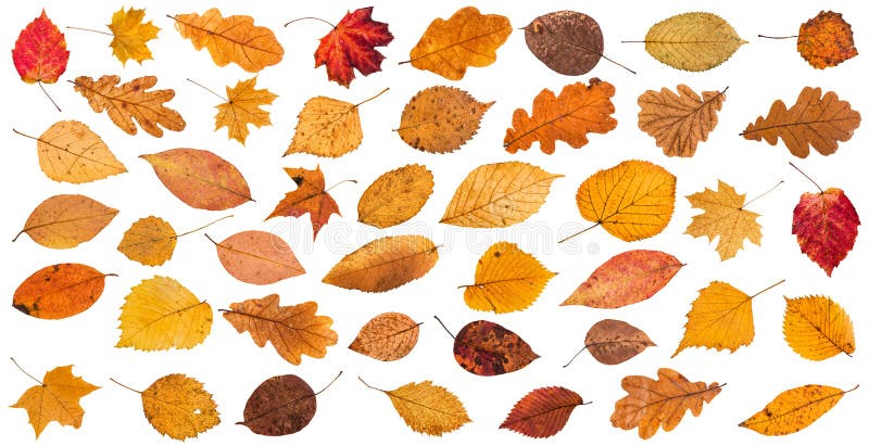 lot of various dried autumn fallen leaves isolated