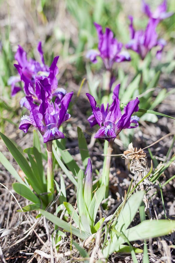 Wild Iris Sprout in a Forest Clearing Stock Image Image of color