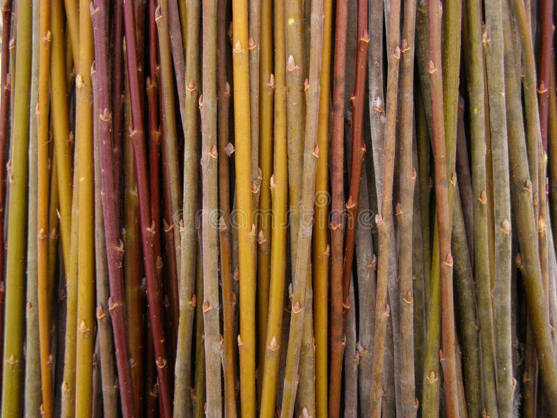 lot-willow-twigs-raw-material-basket-weaving-lot-willow-twigs-raw-material-basket-weaving-natural-texture-137298628.jpg