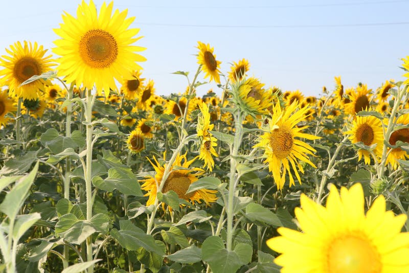 A Lot of Yellow Sunflowers Growing in a Field Stock Image Image of