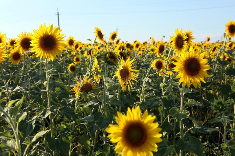 A Lot of Yellow Sunflowers Growing in a Field Stock Photo Image of