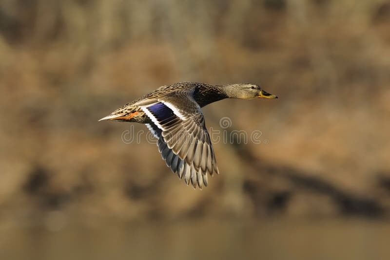 Mallard hen in flight with wings cupped. Mallard hen in flight with wings cupped