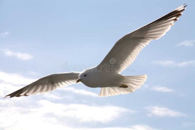 lota ptasi seagull zdjęcie stock lota ptasi seagull zdjęcie stock