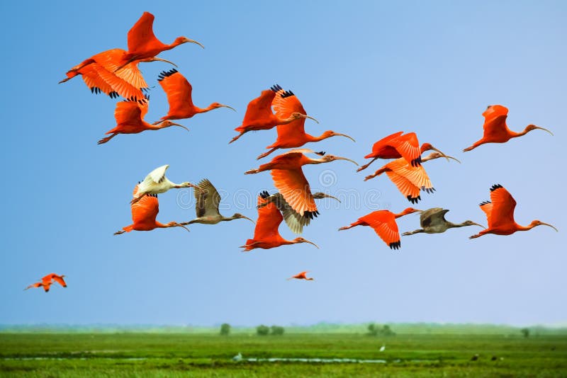 Flock of scarlet and white ibises in flight above green meadow with blue sky background (flying birds). Flock of scarlet and white ibises in flight above green meadow with blue sky background (flying birds)