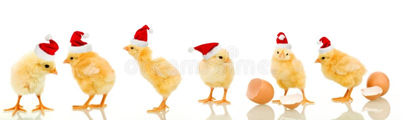 Lotes da galinha do bebê no tempo do Natal