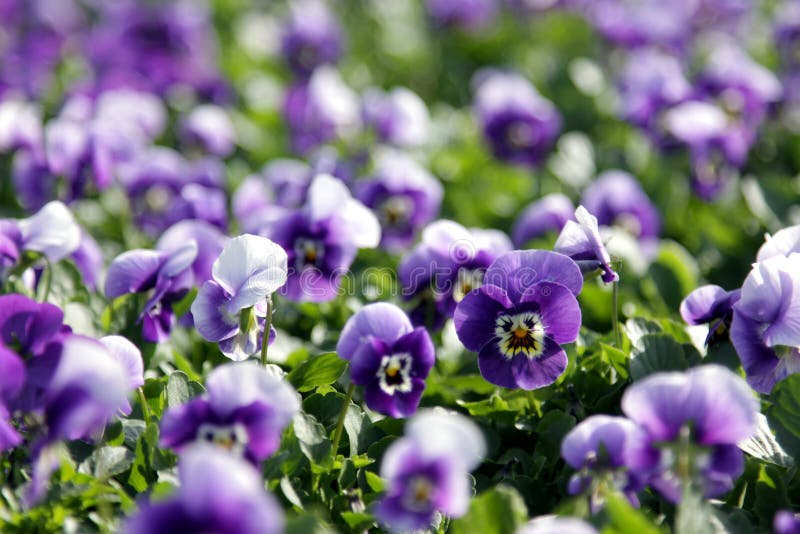 Lotes de Violas roxo fotos de stock royalty free Lotes de Violas roxo fotos de stock royalty free