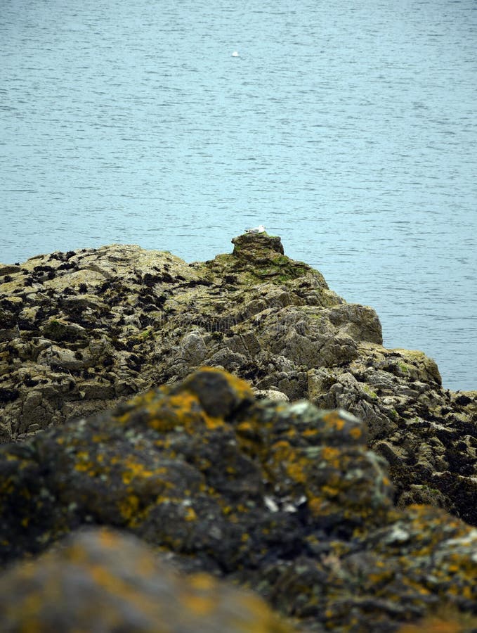 Lothian Coast royalty free stock image Lothian Coast royalty free stock image