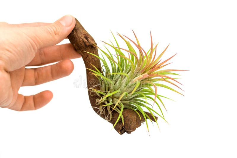 Lotnicza roślina odizolowywająca na białym tle Tillandsia ionantha Tillandsia jest utrzymań roślinami które wymagają żadny ziemię zdjęcie royalty free Lotnicza roślina odizolowywająca na białym tle Tillandsia ionantha Tillandsia jest utrzymań roślinami które wymagają żadny ziemię zdjęcie royalty free