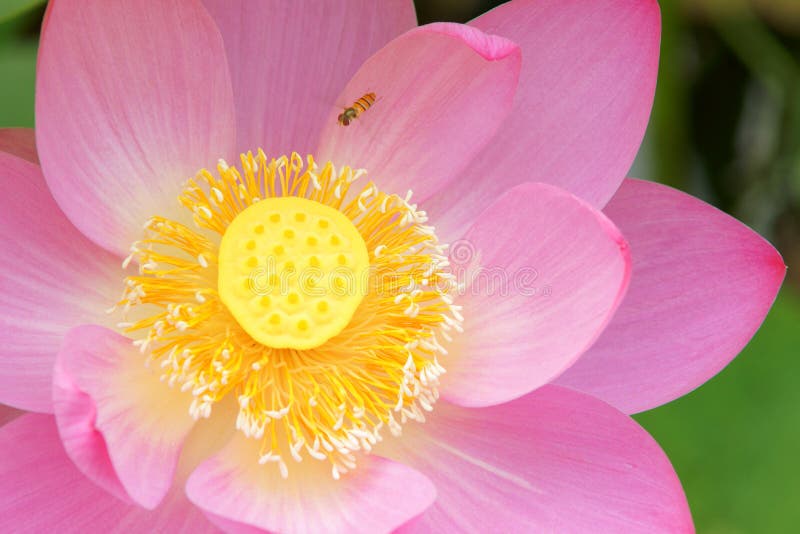 Macro photo of a lotus.A Syrphidae fly over it. Macro photo of a lotus.A Syrphidae fly over it.
