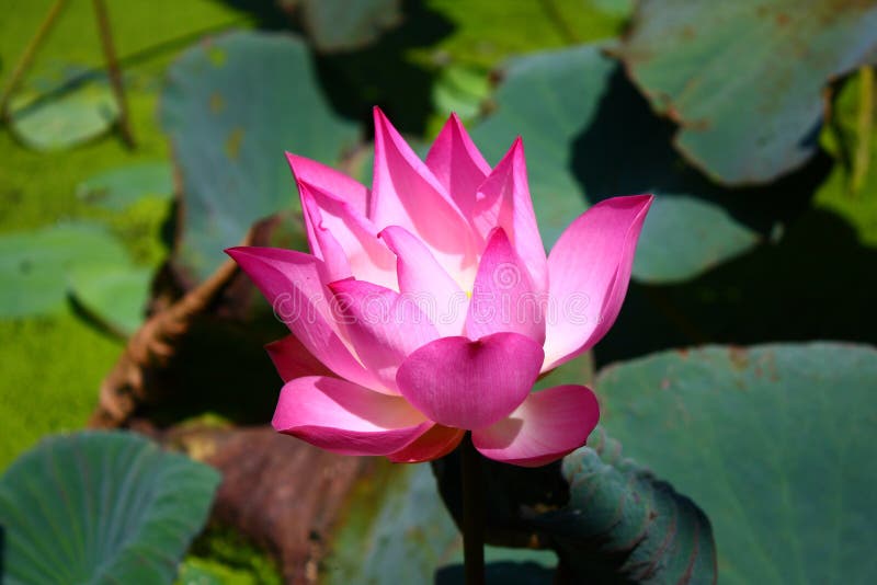 Beautiful flowers of the lotus plant in bloom. Beautiful flowers of the lotus plant in bloom.