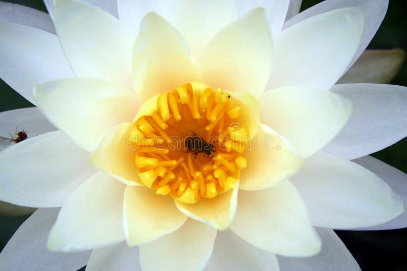 Bee in a white lotus. Bee in a white lotus