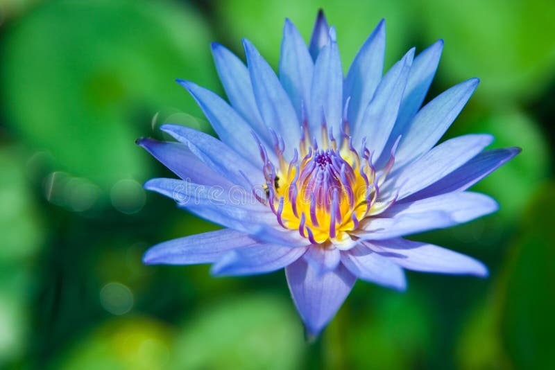 Bee and blossoming of purple lotus. Bee and blossoming of purple lotus