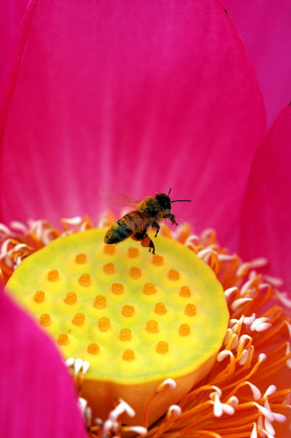 Lotus and bee in Chengdu,China. Lotus and bee in Chengdu,China