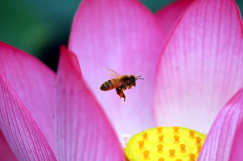 Lotus and bee in Chengdu,China. Lotus and bee in Chengdu,China