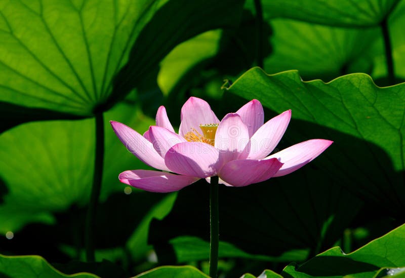 The lotus in the morning. The lotus in the morning