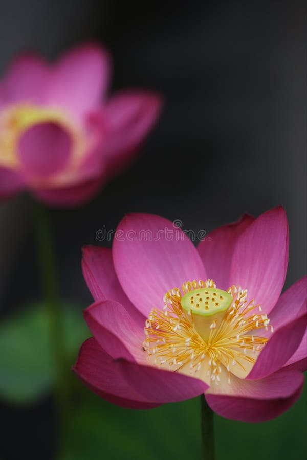 Pink lotus bud on the dark background. Pink lotus bud on the dark background