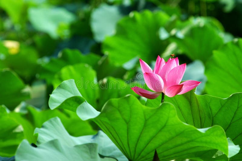 Close up shot of pink lotus with bee. Close up shot of pink lotus with bee.