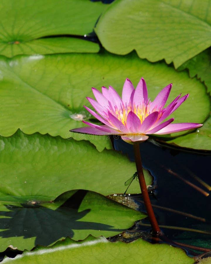 Lotus in a garden in summer. Lotus in a garden in summer