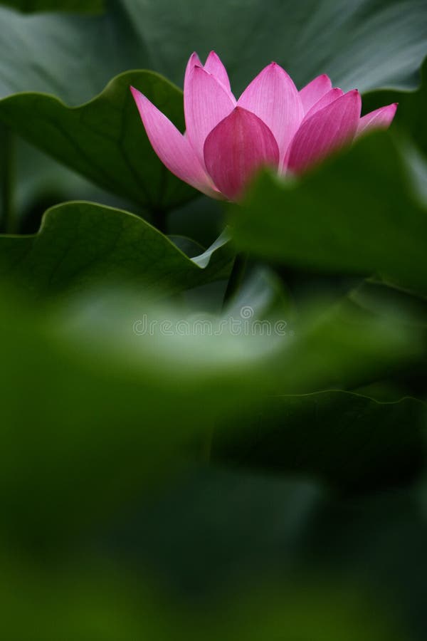 Pink lotus bud on the green background. Pink lotus bud on the green background