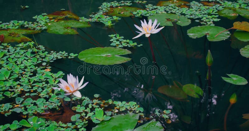 Loto di colore rosa, fiori di felino in un lago di chiusura. fioritura naturale in foreste tropicali. piante acquatiche verdi in