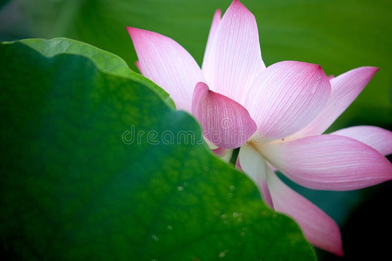 Beautiful Lotus for background use. Beautiful Lotus for background use
