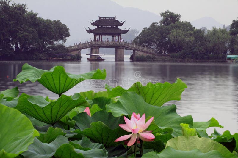 Loto in lago ad ovest, Hangzhou fotografie stock Loto in lago ad ovest, Hangzhou fotografie stock
