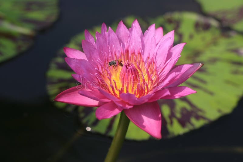 Natural beatiful lotus and sweet bee. Natural beatiful lotus and sweet bee.