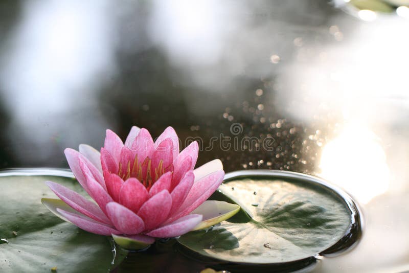 Pink lotus under the morning sun. Pink lotus under the morning sun