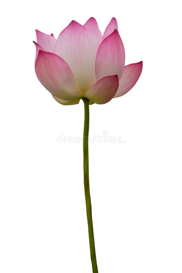 Loto rosado aislado libre illustration Loto rosado aislado libre illustration