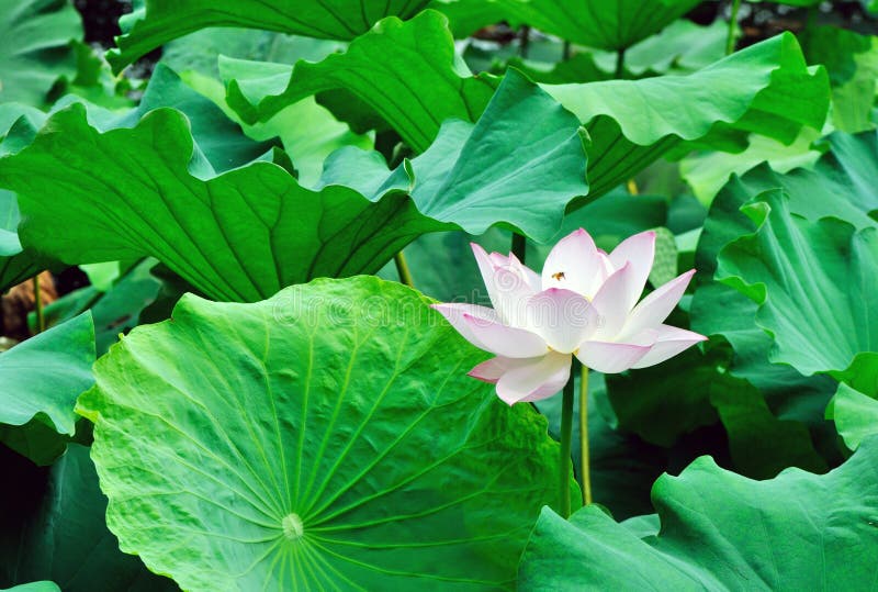 A blooming lotus flower among green leaves attracts a bee. A blooming lotus flower among green leaves attracts a bee.