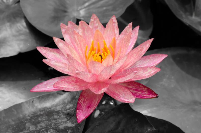 Beautiful pink lotus with a bee on black and white pond. Beautiful pink lotus with a bee on black and white pond