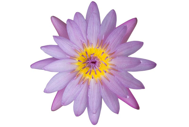 Bloom violet pink with yellow core lotus isolated on white background. Bloom violet pink with yellow core lotus isolated on white background