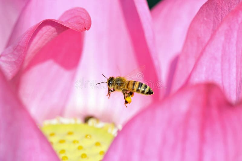 In Chinese , The bee became a symbol of hardworking,and the lotus became a symbol of purity. In Chinese , The bee became a symbol of hardworking,and the lotus became a symbol of purity.