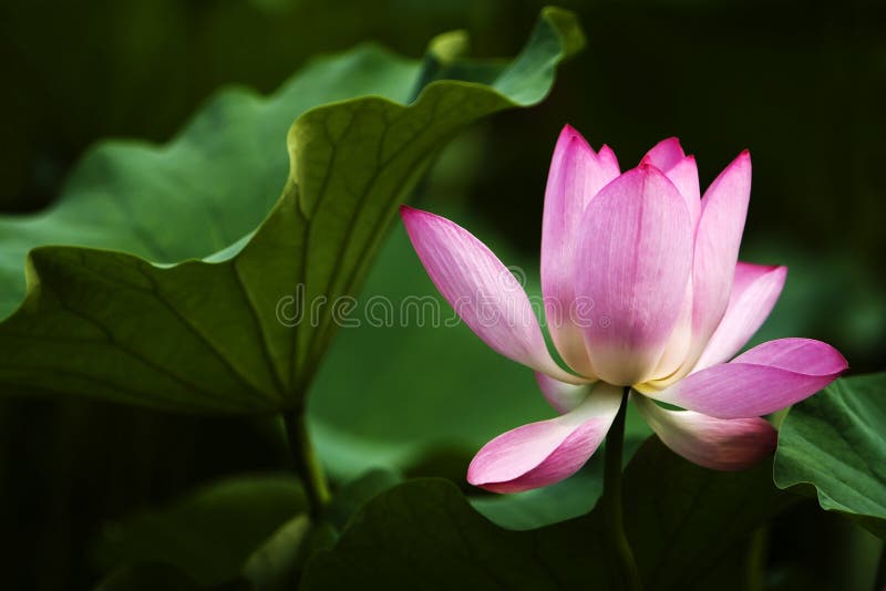 Blooming pink water lily in the pond. Blooming pink water lily in the pond.