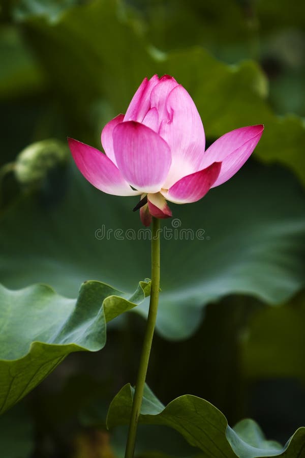 Blooming pink water lily in the pond. Blooming pink water lily in the pond.