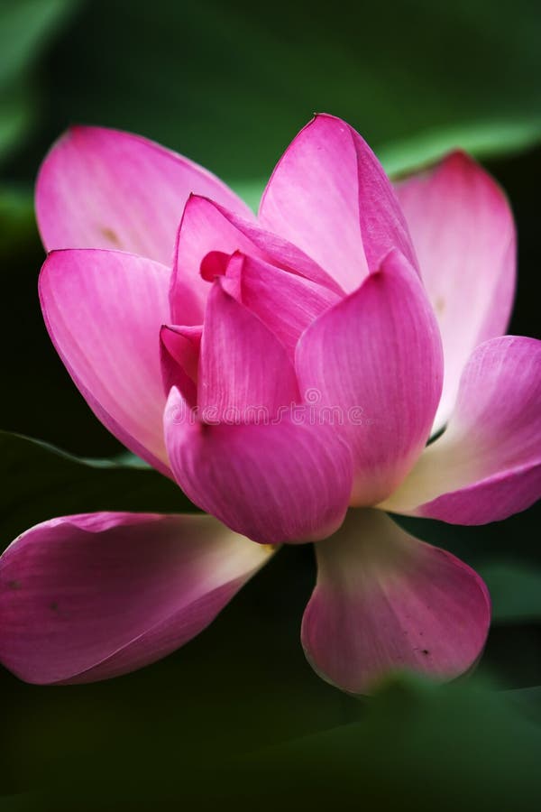 Blooming fresh water lily in the pond. Blooming fresh water lily in the pond.