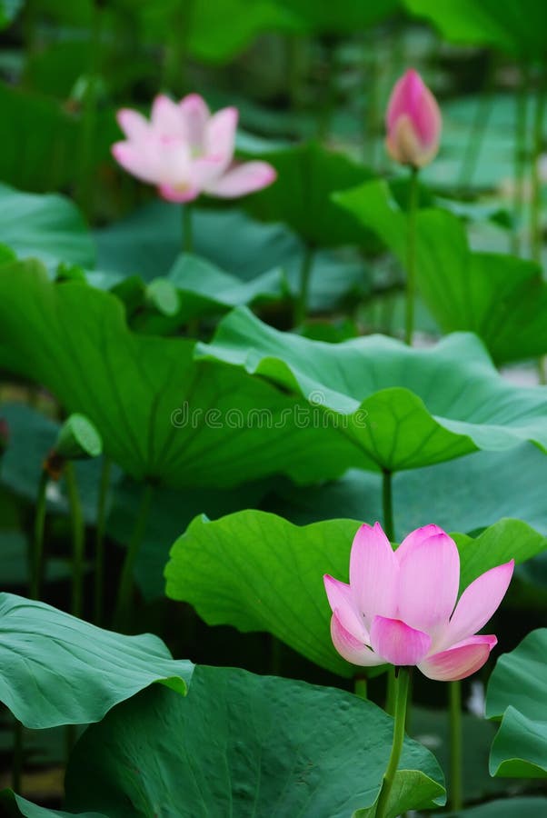 Lotos im Teich stockbild. Bild von blühen, schön, blatt 10720453