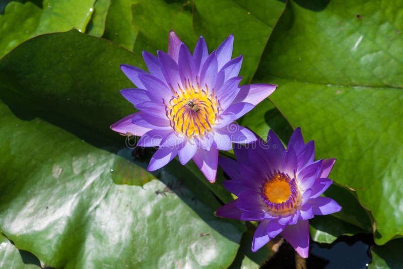 Pink lotuses surrounded by green leaves and a bee on lake Heviz, Hungary. Pink lotuses surrounded by green leaves and a bee on lake Heviz, Hungary.