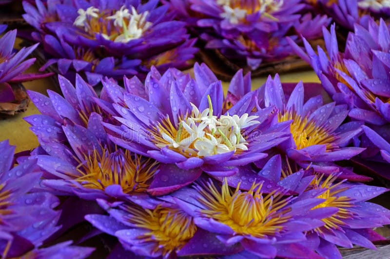 Lotosowi kwiaty z kroplami rosa Sprzedaż kwiaty, świeżość, ranku kwiaty kolekcja fotografia stock Lotosowi kwiaty z kroplami rosa Sprzedaż kwiaty, świeżość, ranku kwiaty kolekcja fotografia stock