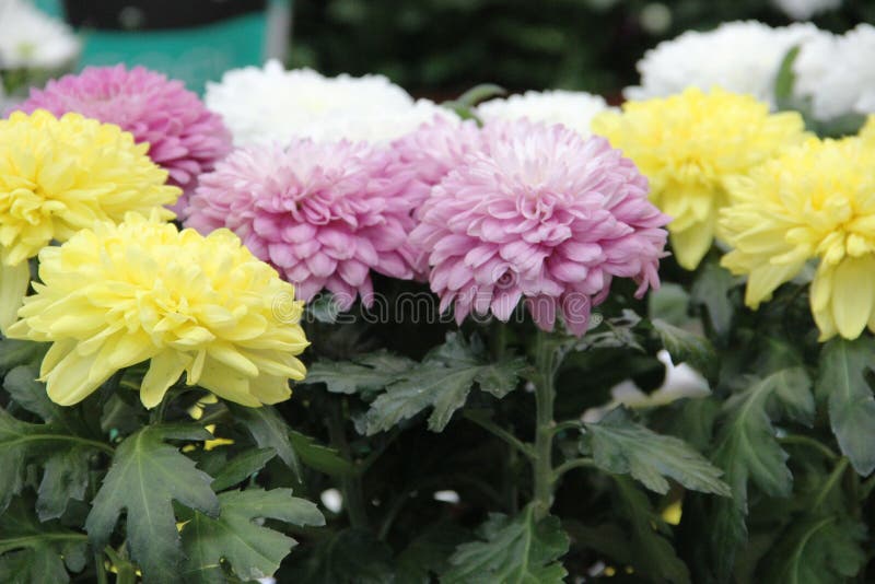 lots Aster flowers yellow, pink and white color. Variety of choice of flowering asters in the store for the garden stock images lots Aster flowers yellow, pink and white color. Variety of choice of flowering asters in the store for the garden stock images